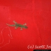 gecko_tal_h_0013_bal4207.jpg